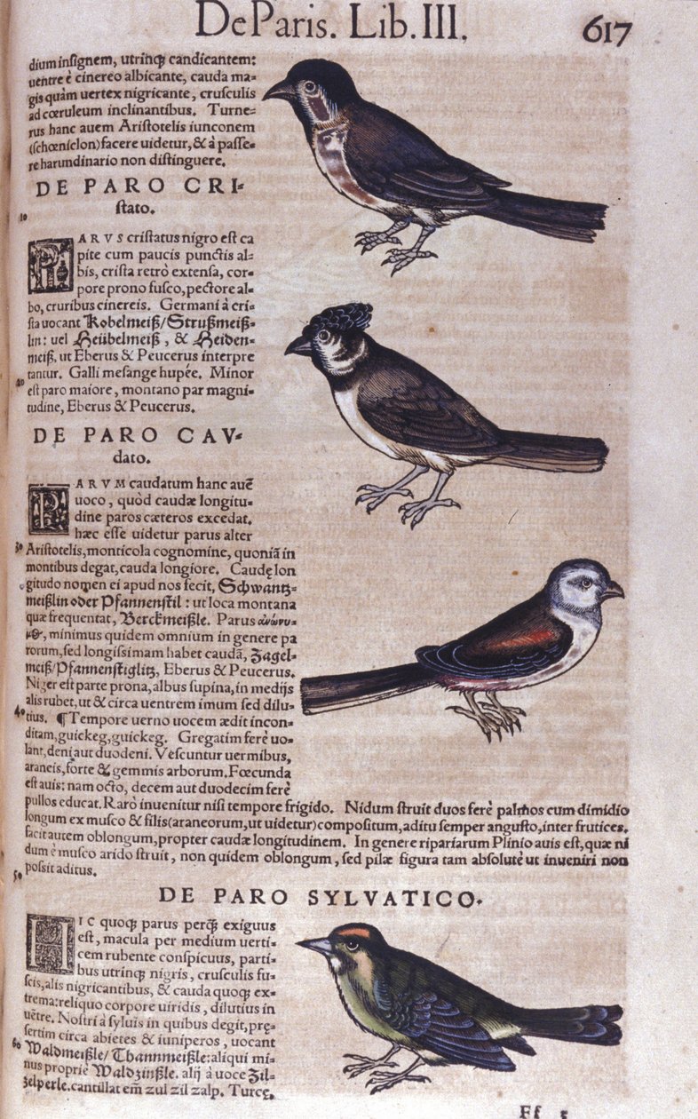 Paseriformes en Historia Animalium de Conrad Gesner (1516 - 1565), Tiguri de Unknown artist