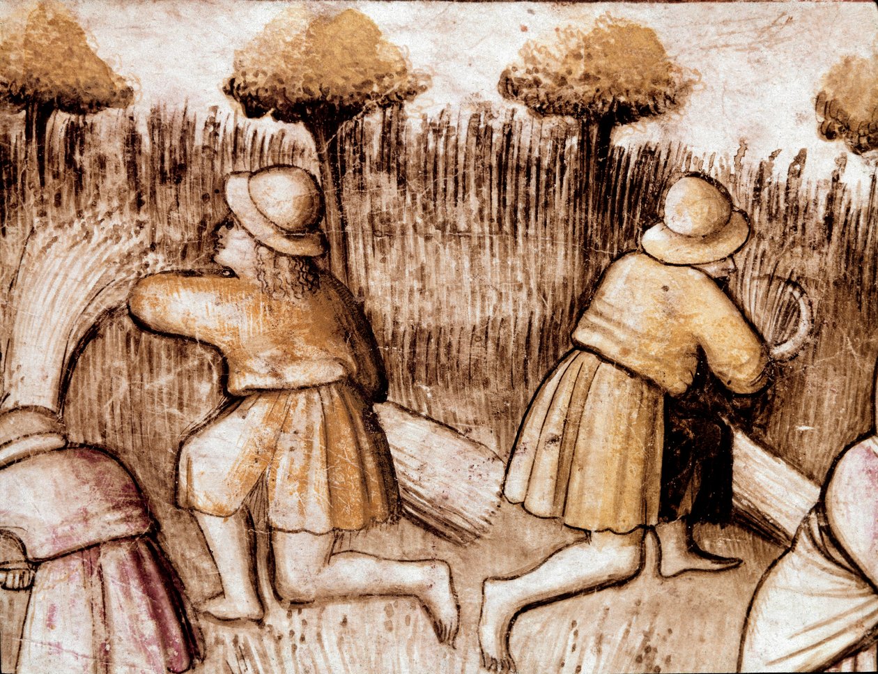 Campesinos segando trigo. Miniatura del códice 212 (o códice padovano o Biblia de Padua) 1390-1400 Rovigo, Accademia dei Concordi de Unknown artist