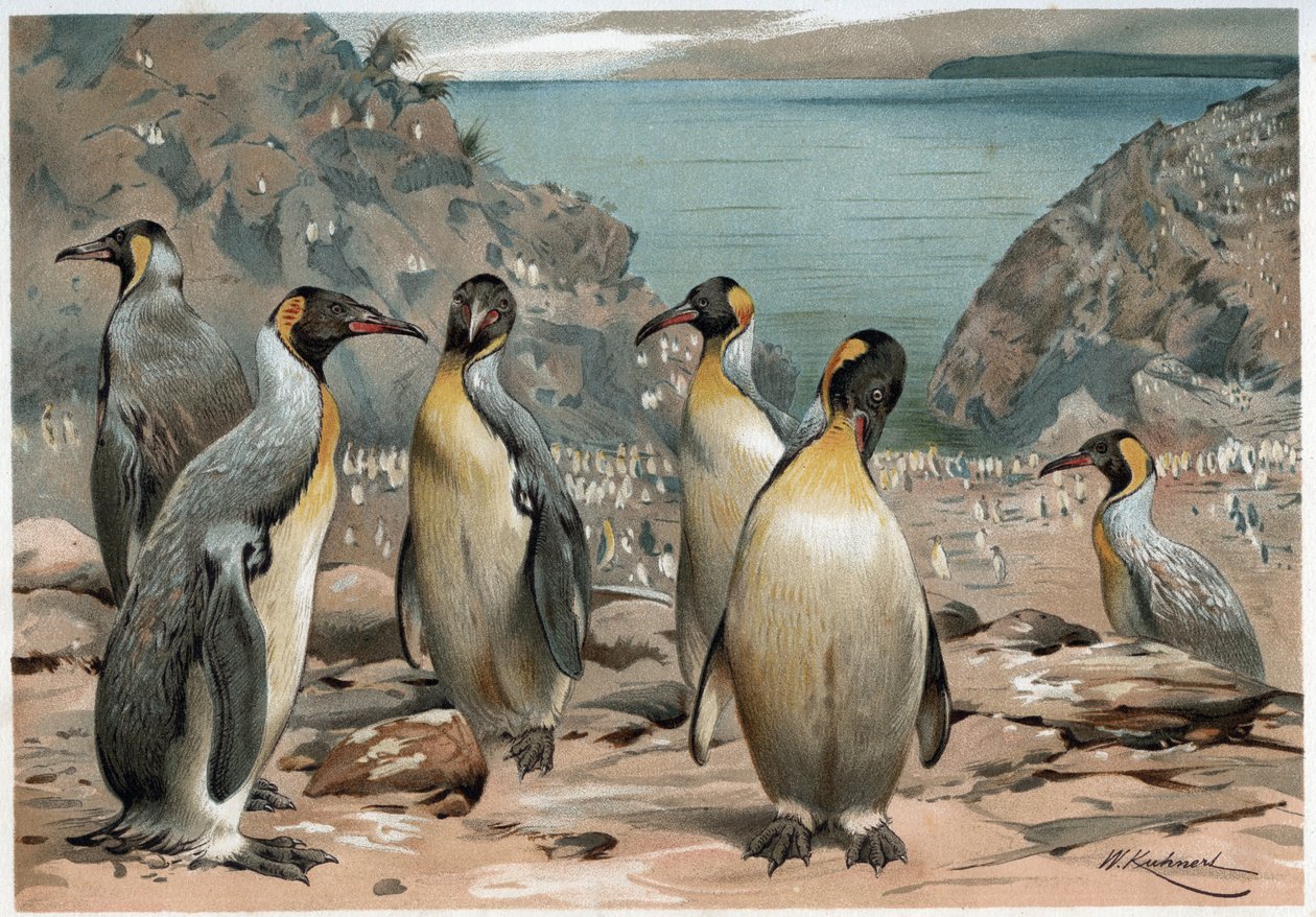 Pingüinos - en 