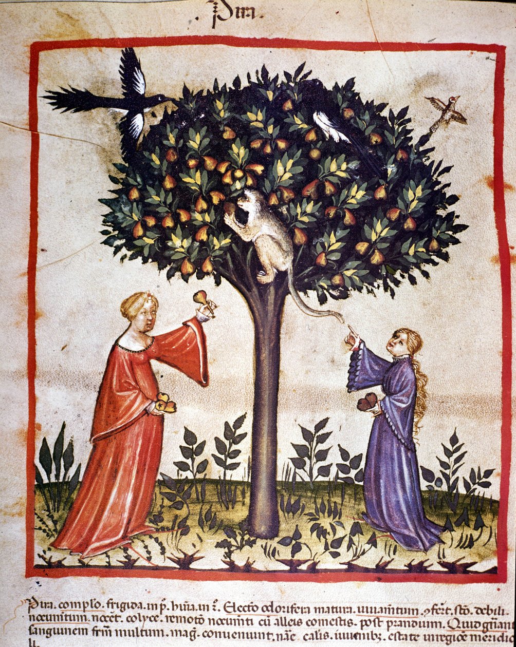 Recolección de peras. Iluminación del tratado de medicina y dietética “Tacuinum sanitatis” de Unknown artist