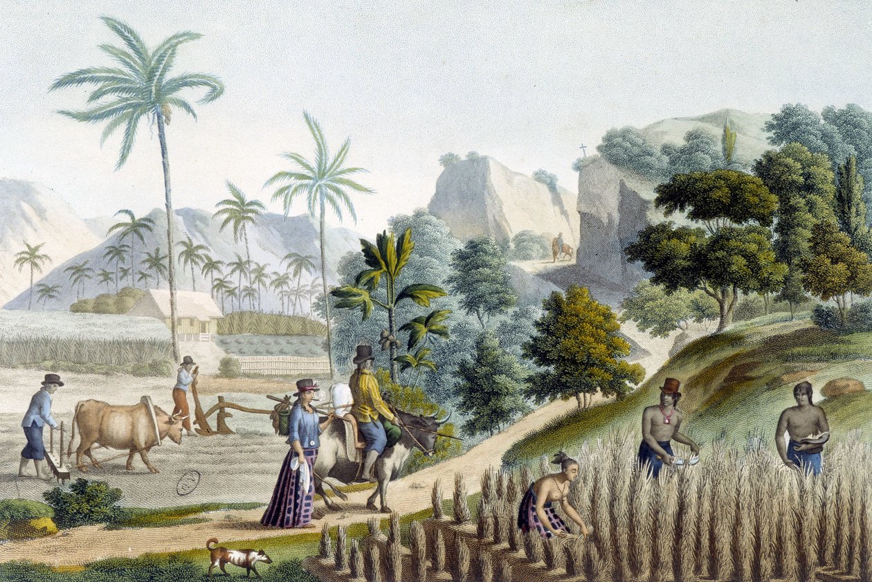 Pillando y plantando arroz en la Isla de Guam (Micronesia) de Unknown artist