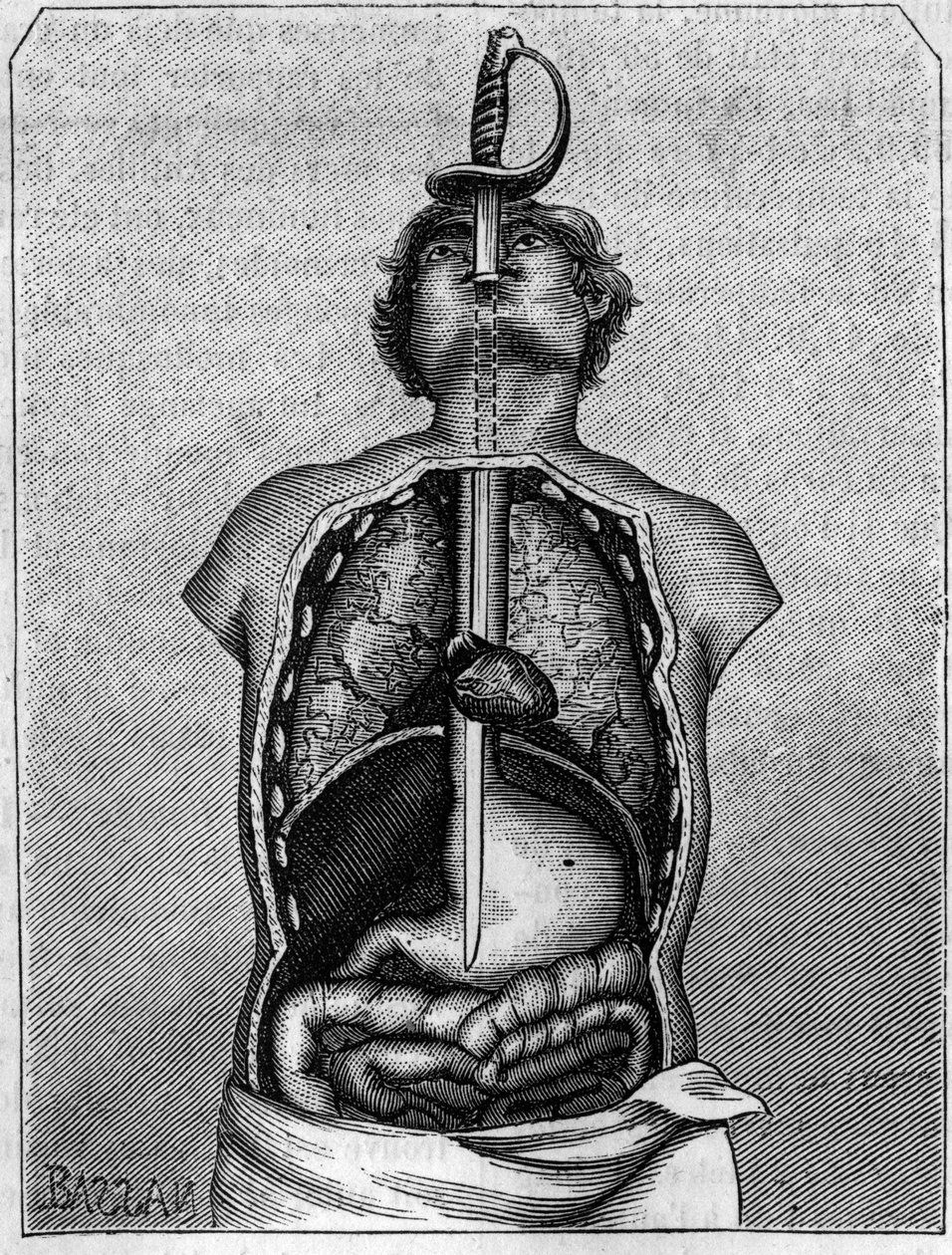 Posición ocupada por la hoja en el cuerpo de una golondrina. Grabado en “La Nature: revue des sciences et de leurs aplicaciones aux arts et a l