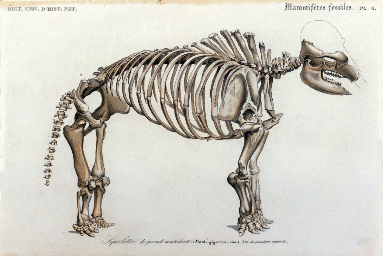 Prehistoria: esqueleto de mastodonte, mamíferos fósiles (Mas gigantium). Placa de paleontología del Dictionnaire universel d