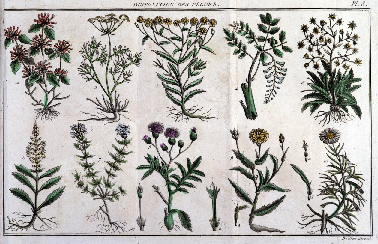Provisiones de flores: en “Flora Françoise, o una breve descripción de todas las plantas que crecen naturalmente en Francia, arregladas según un nuevo método de análisis al que adjuntamos la cita de sus virtudes menos equívocas en medicina y su utilidad en de Unknown artist