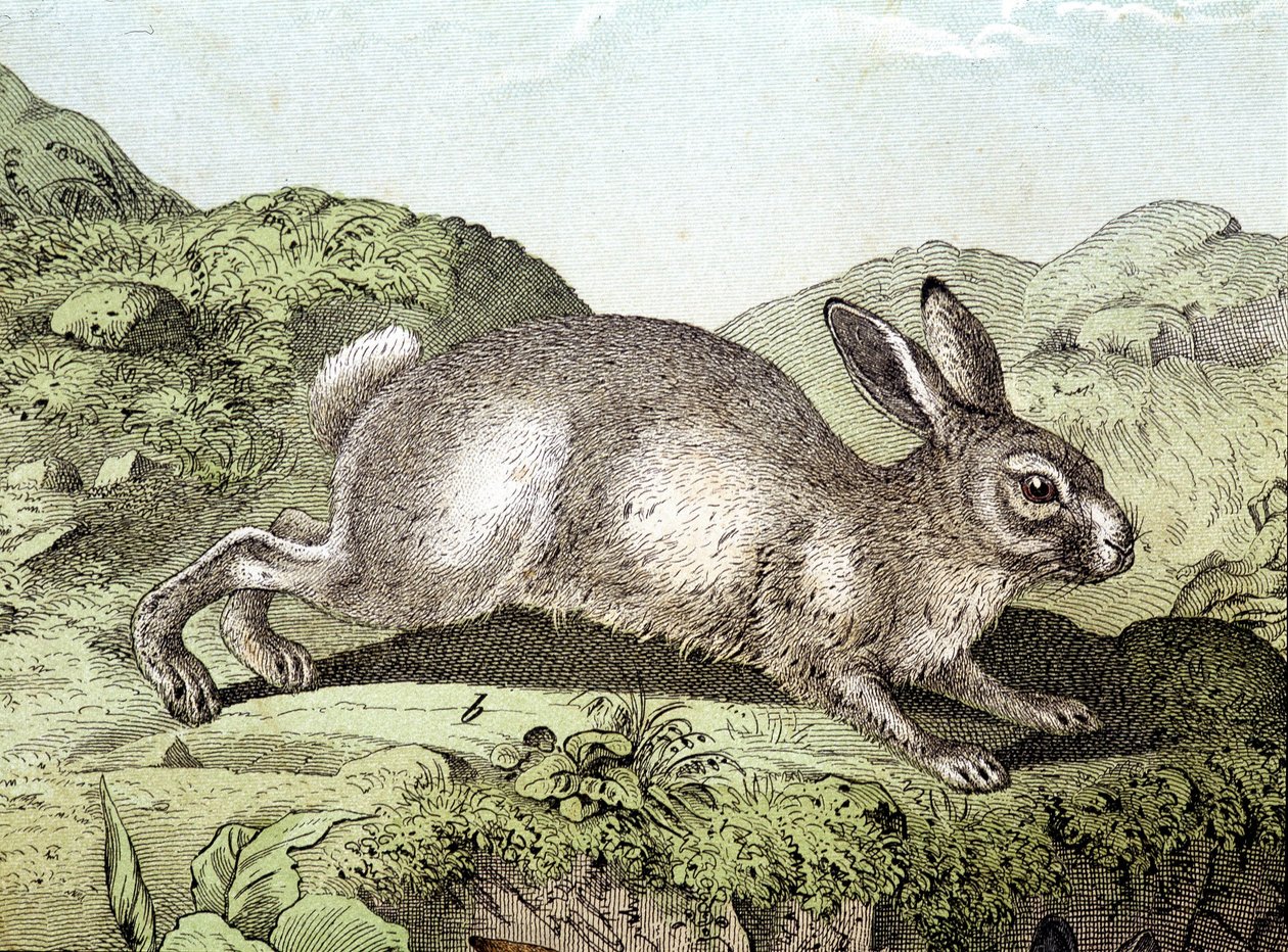 Conejo - en “Historia Natural de los Mamíferos”, ed. Schreiber de Unknown artist