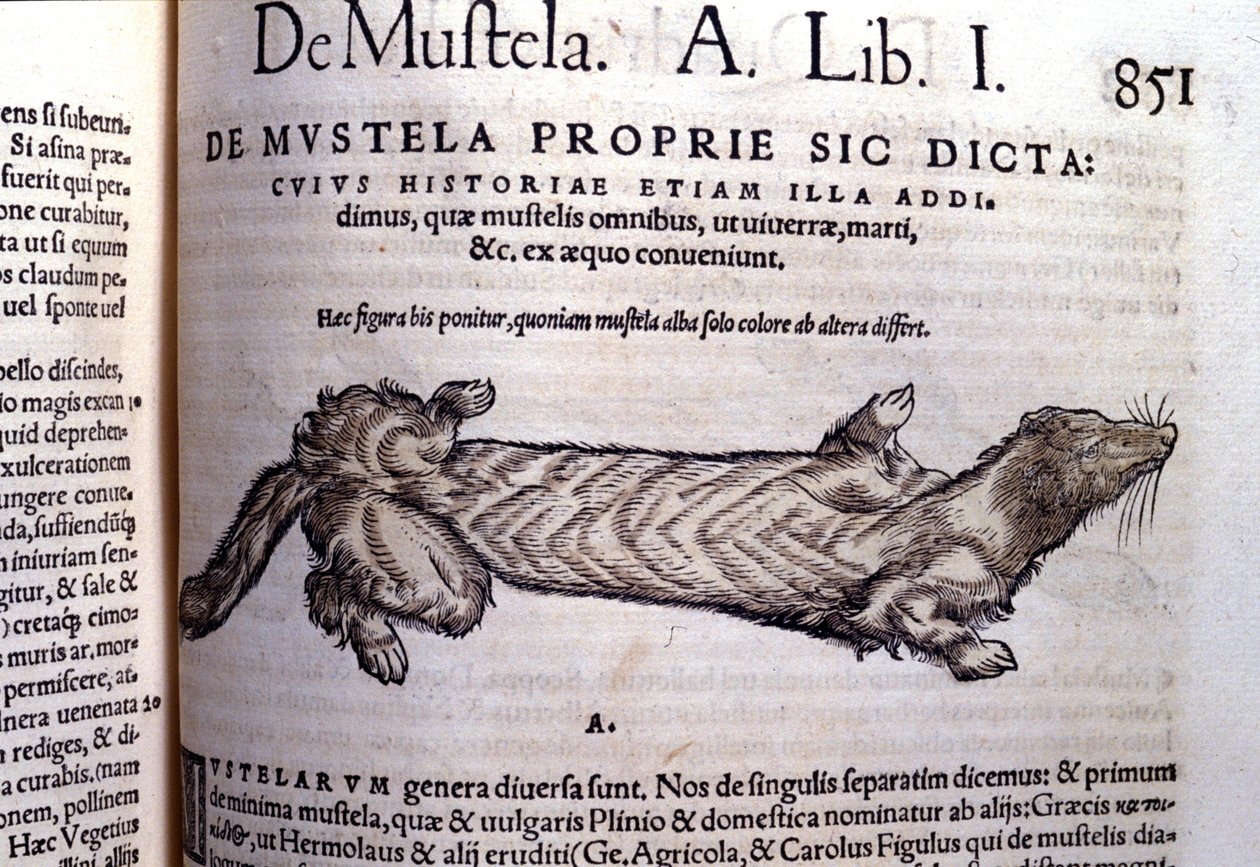 Representación de una mustela (familia de los mustélidos) relacionada con la comadreja - en Historia Animalium por Conrad Gesner (1516 - 1565), Tiguri de Unknown artist