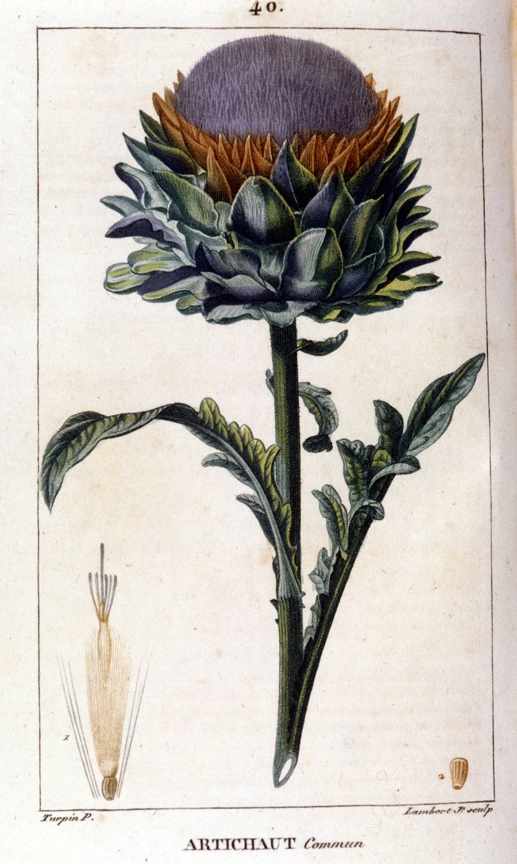 Representación de la alcachofa común. Lámina botánica del siglo XIX. de Unknown artist