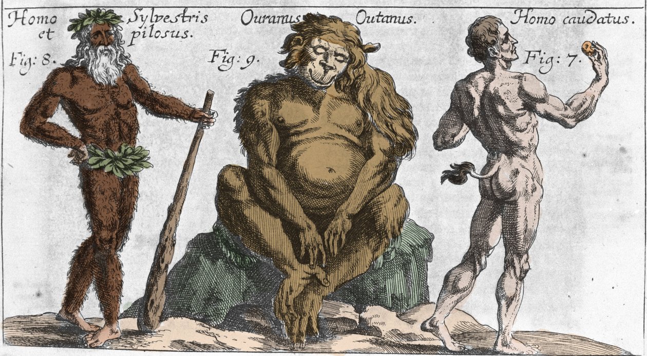 Representaciones de varias criaturas monstruosas: un hombre del bosque o peludo, un mono orangután y un hombre con cola. Placa de “Mundi Mirabilis Oeconomia” de Johann Zahn, 1696. Milán de Unknown artist