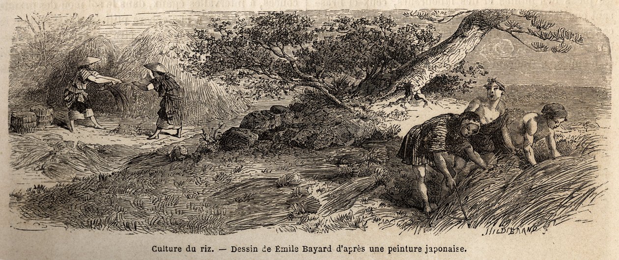 Cultivo de arroz: cosecha en octubre, los tallos se reúnen en manojos. Grabado para ilustrar el viaje a Japón en 1863-1864, por Aime Humbert, ministro de la Confederación Suiza, en “Le tour du monde, nouveau journal des voyages”, publicado bajo la direcció de Unknown artist