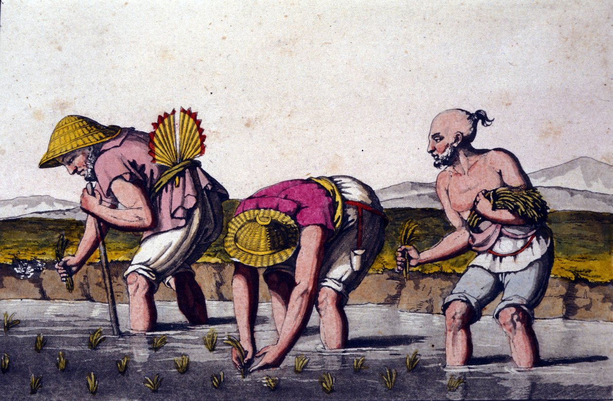 Cultivo de arroz en China. Estampa del siglo XIX. de Unknown artist
