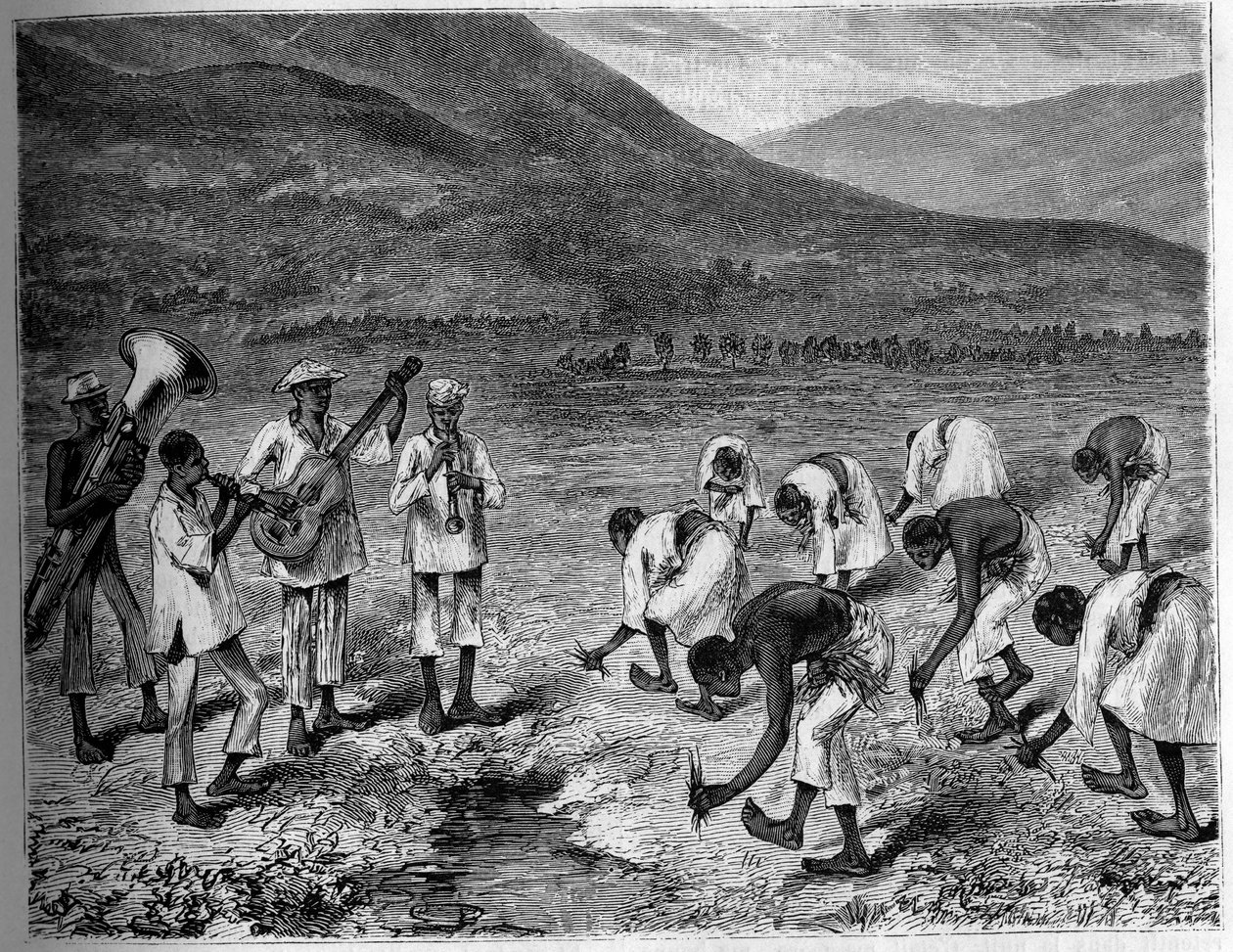 Plantación de arroz en Filipinas. Grabado en “The Youth Journal” de Unknown artist