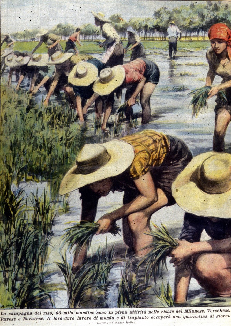Replantación de arroz en las cercanías de Milán en 1954 de Unknown artist