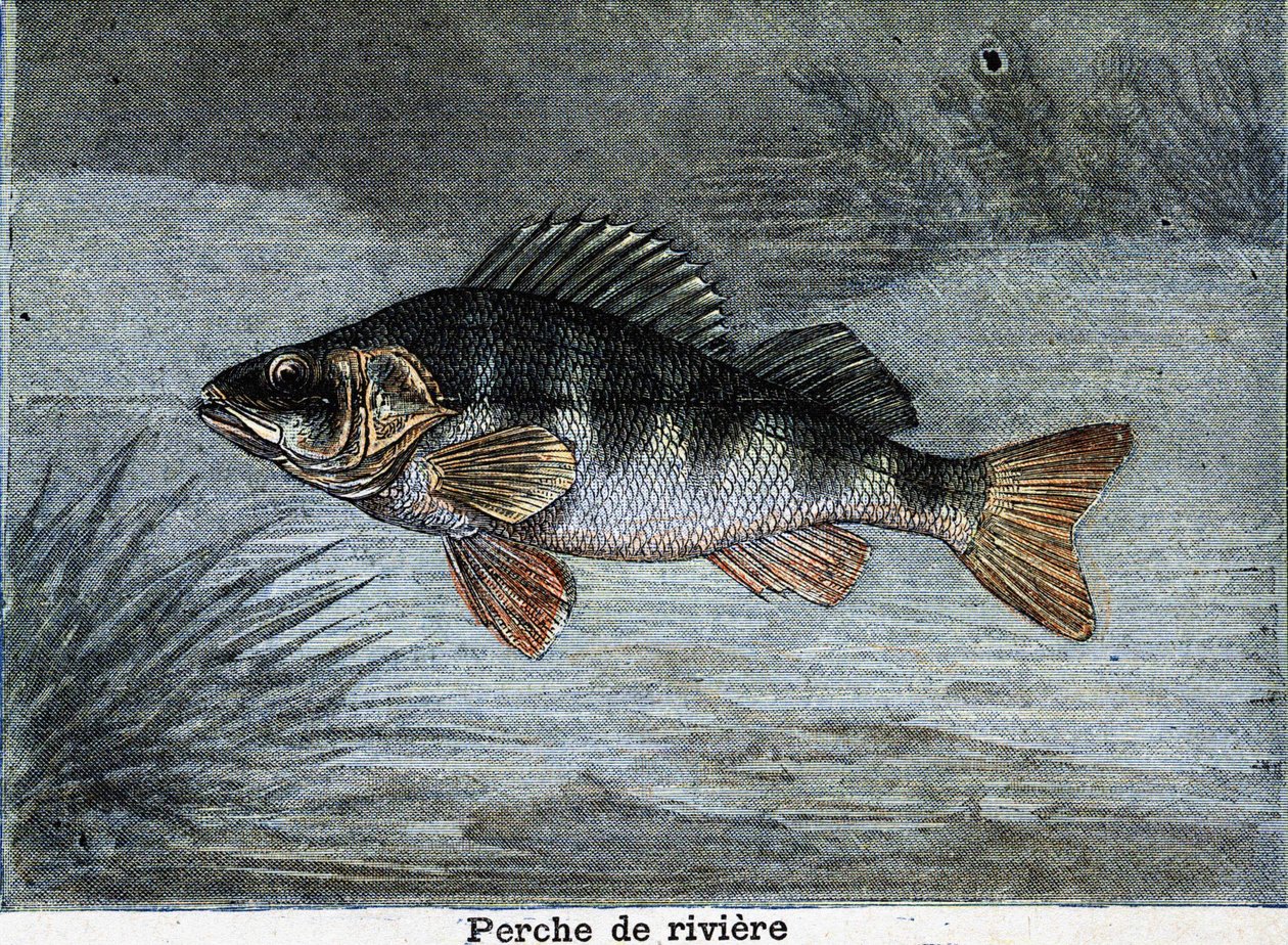 Perca de río. Grabado de 1897 de Unknown artist