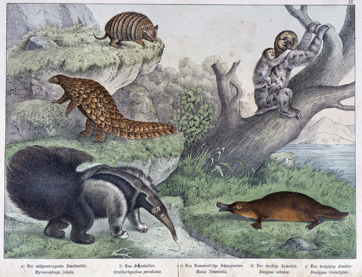 Roedor: Tatú, perezoso, hormiga - en “Historias naturales de mamíferos”, ed. Schreiber de Unknown artist