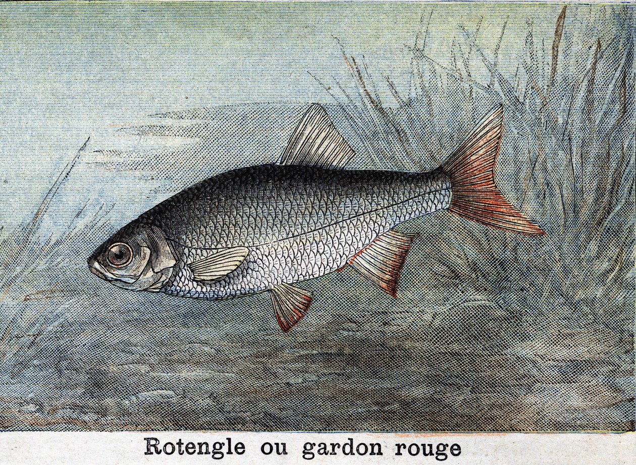 Rotengle o cucaracha roja Grabado de 1898 de Unknown artist