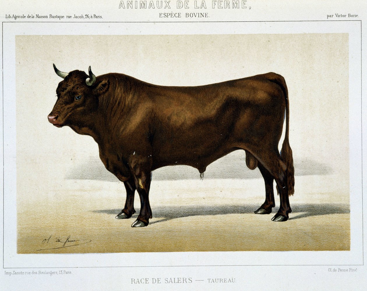 Toro de raza Salers - en “Animales de granja” de Unknown artist