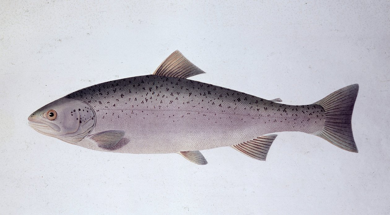 Trucha salmón - Lámina de historia natural de Unknown artist
