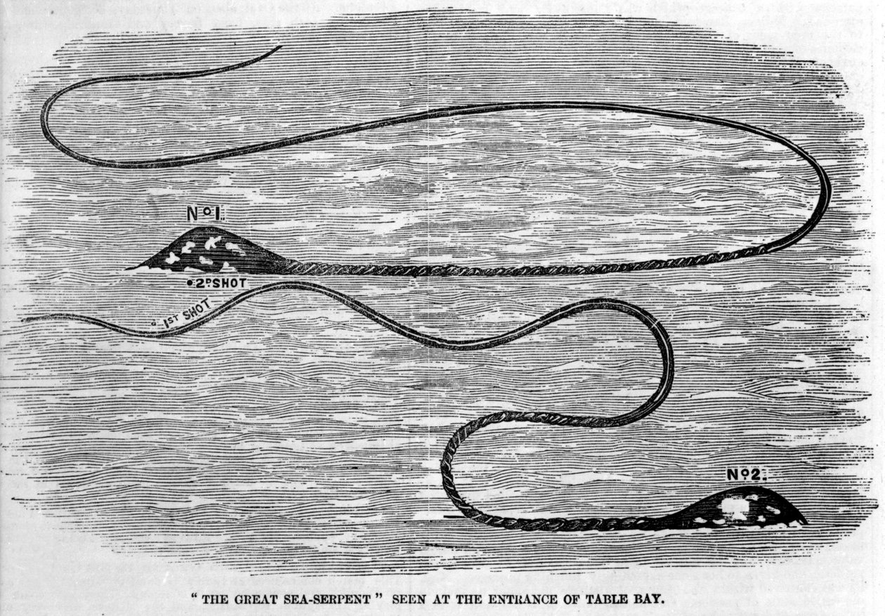 Serpiente marina vista en 1850 en la entrada de Table Bay en Sudáfrica. La forma de la cabeza del animal y la larga cola sugieren que son los dos tentáculos de un calamar gigante. Grabado de la época de Unknown artist