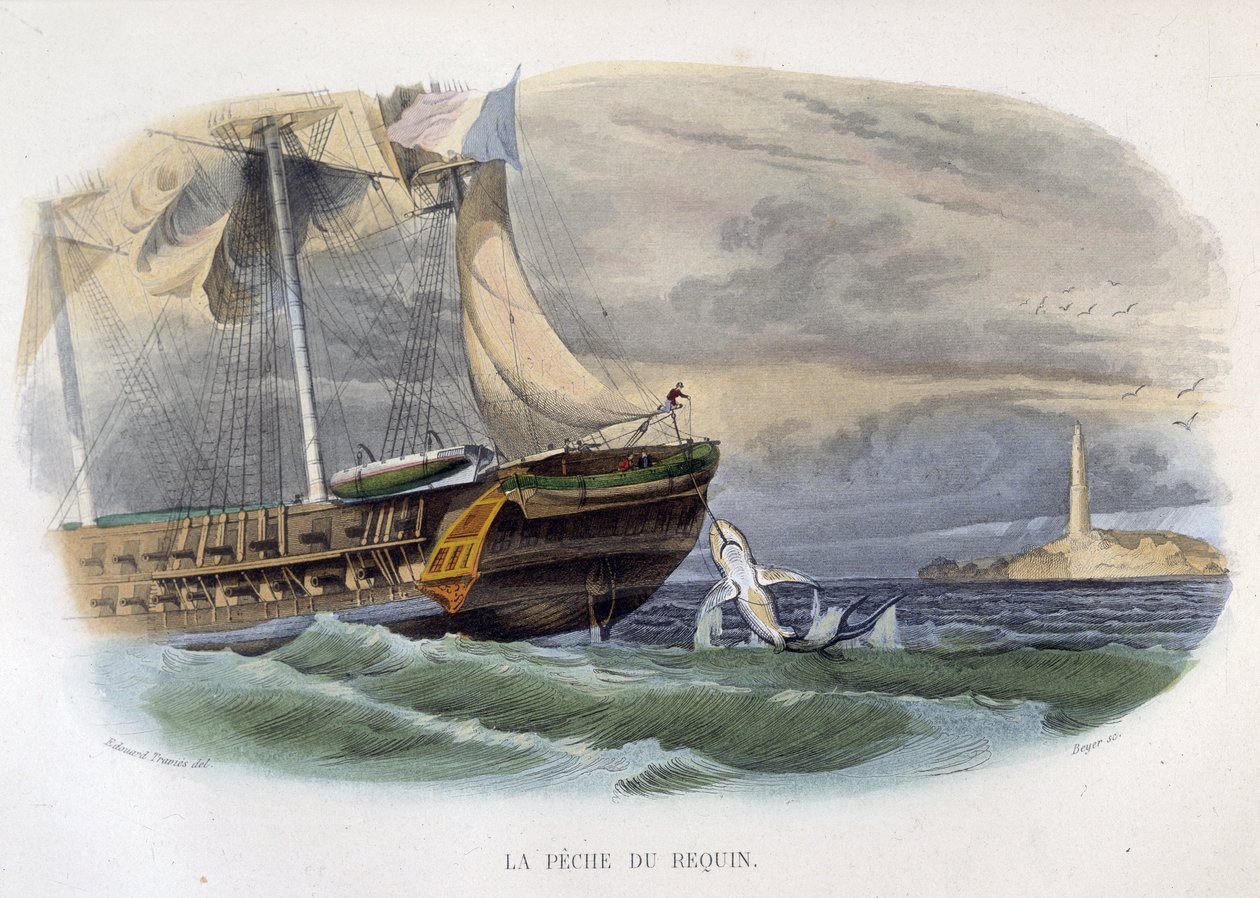Pesca de tiburones - en "Historia natural de Lacepède" de Unknown artist