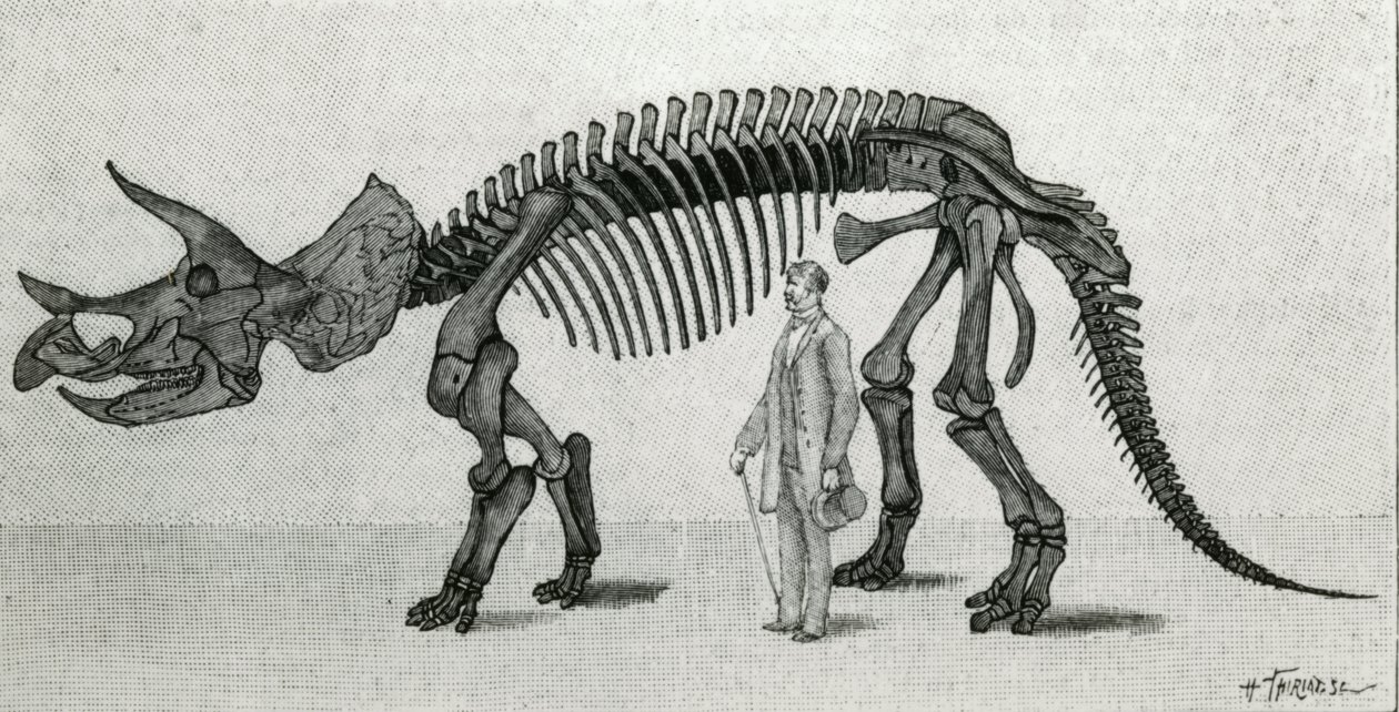 Esqueleto de un Triceratops prorsus de Unknown artist