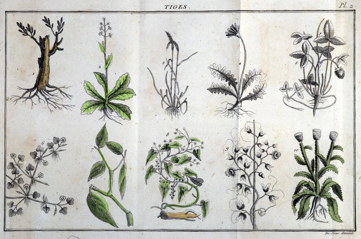 Tallos: en “Flora Françoise, o una breve descripción de todas las plantas que crecen naturalmente en Francia, dispuestas según un nuevo método de análisis con la cita de sus virtudes menos equívocas en medicina y su utilidad en las artes” por J de Unknown artist