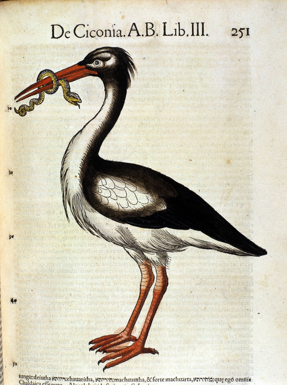 Cigüeña según la Historia Animalium de Conrad Gesner, Tiguri 1560. Biblioteca nacional Braidense. Milán de Unknown artist