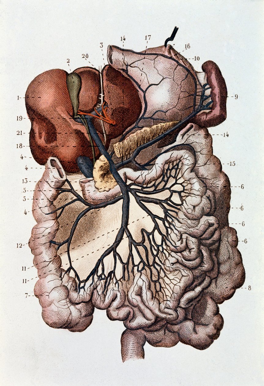 Estudio del cerebro humano, hemisferios cerebrales y cerebelo (grabado) de Unknown artist