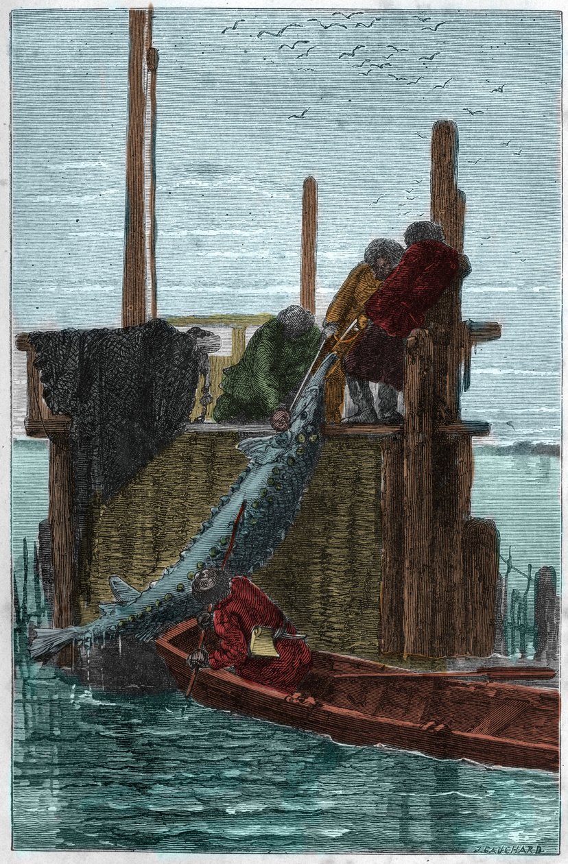 Pesca de esturión en el río Volga. (Storione) (Acipenser sturio) de Unknown artist