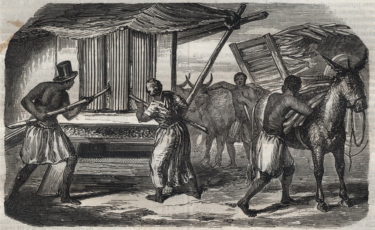 Fabricación de azúcar: un molino de caña de azúcar en una fábrica de azúcar en las Indias Occidentales. Grabado de 1859. de Unknown artist