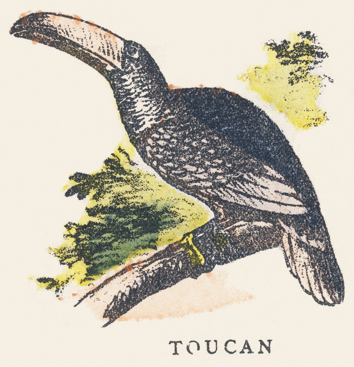 T: tucán de Unknown artist