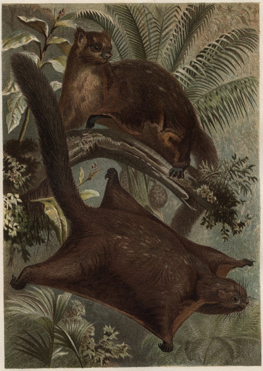 Taguan (Ardilla voladora) (familia Sciuridae) - Ardilla (ardilla voladora) - grabado de "La vida de los animales" de Alfred Edmund Brehm (1829-1884) de Unknown artist