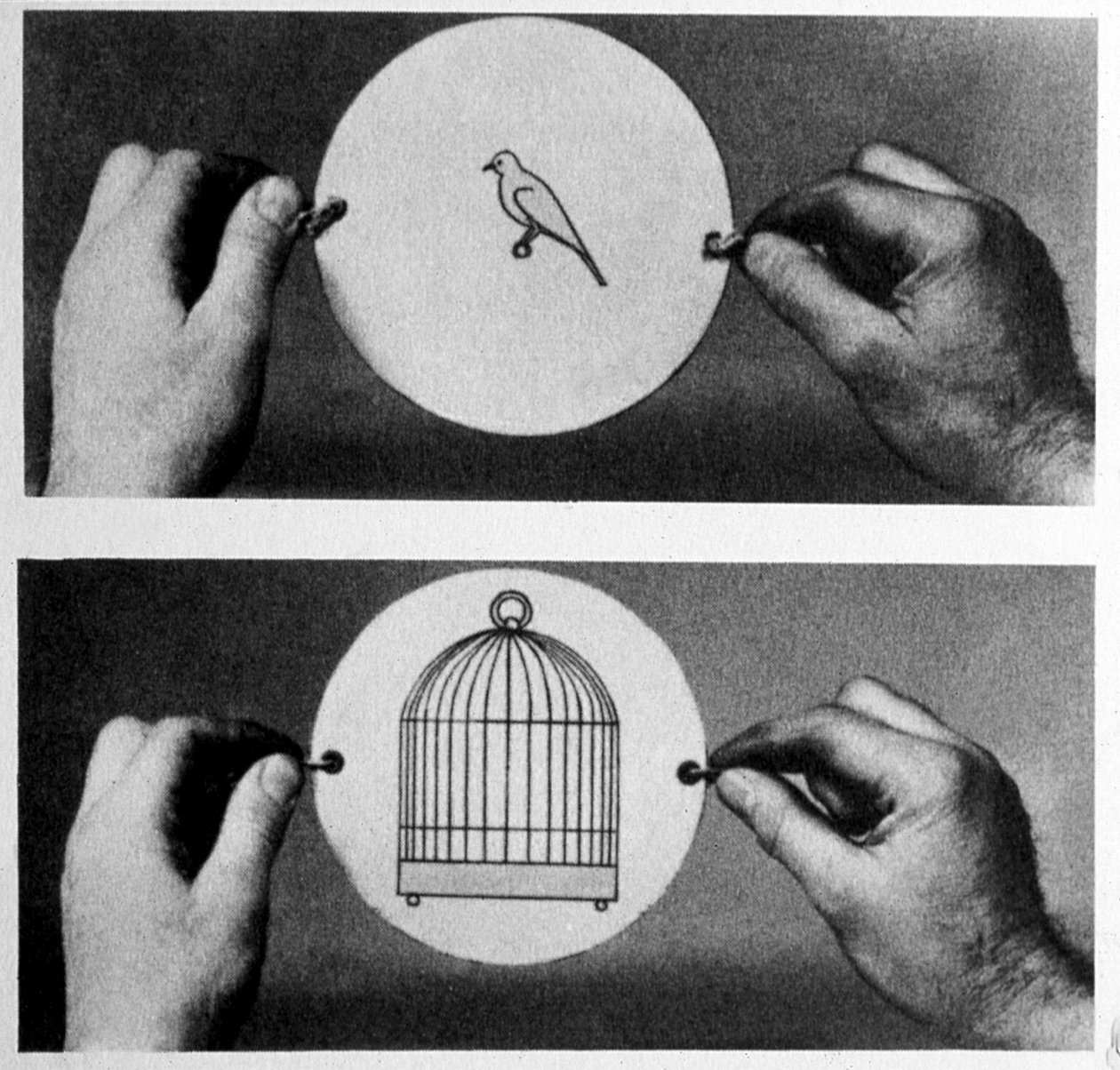 Taumatropo: en 1825 John Ayrton Paris comercializó su disco mágico el taumatropo (rueda milagrosa), en una cara se dibuja una jaula vacía, en la otra un pájaro, el disco se sujeta con una cuerda. Al girarlo tenemos la ilusión de que el pájaro está en la ja de Unknown artist