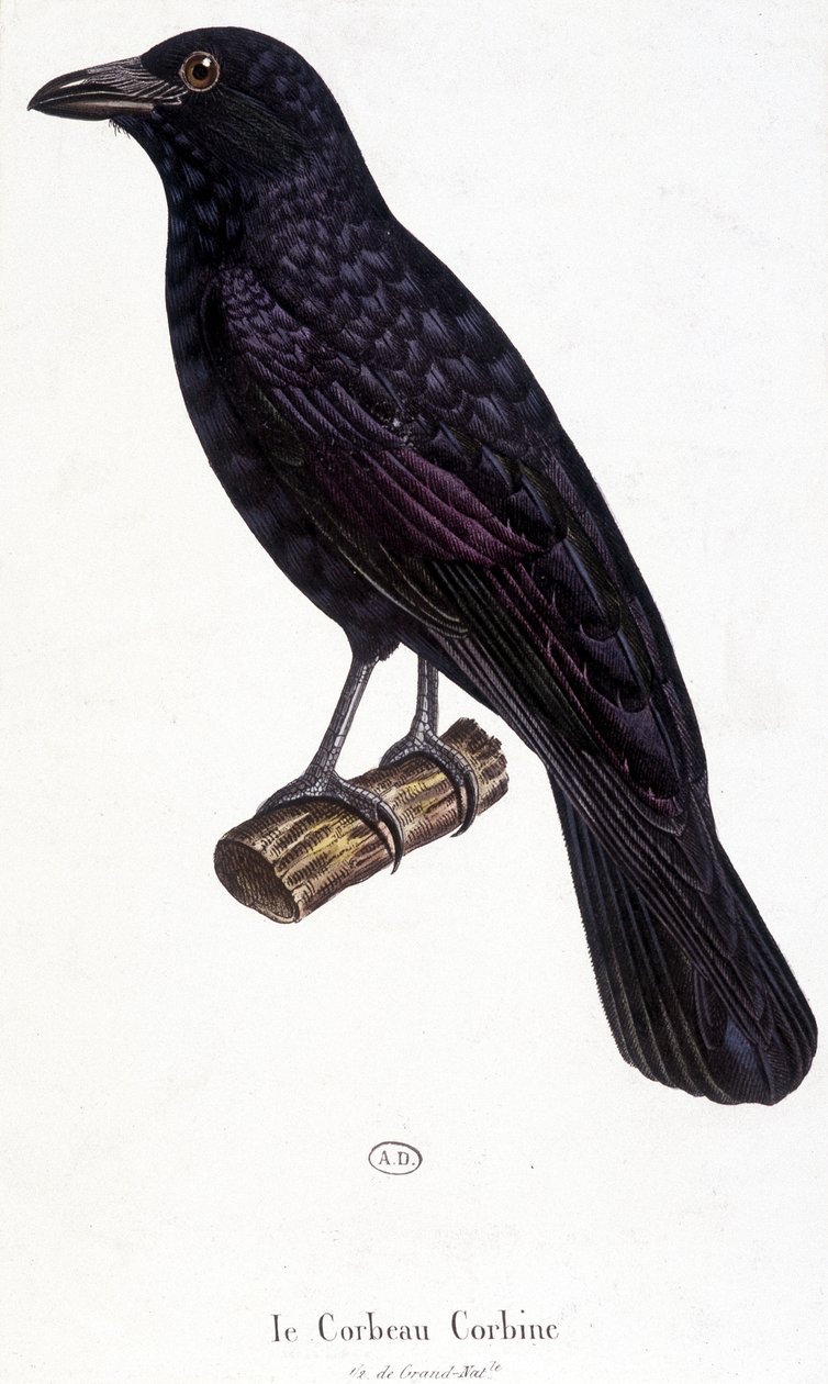 El cuervo Corbine - lámina de historia natural de Unknown artist
