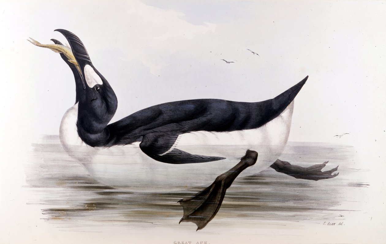 El pingüino gigante (Alca Impennis) - en "Los pájaros de Europa" por John Gould, Londres. de Unknown artist