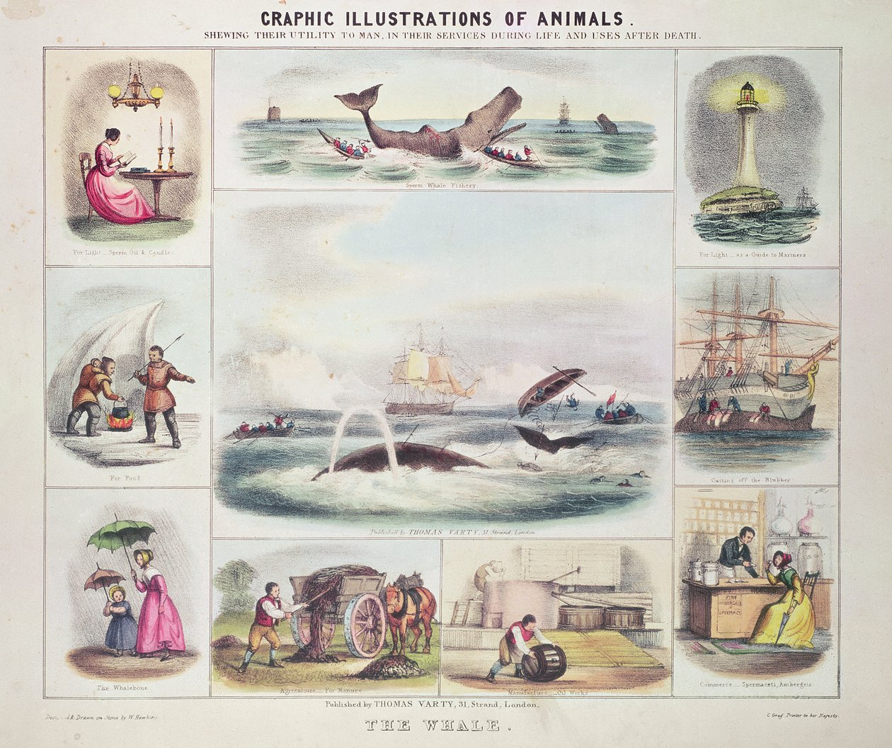 La ballena, de Graphic Illustrations of Animals, diseñado y grabado por W. Hawkins, pub. por Thomas Varty (grabado) de Unknown artist