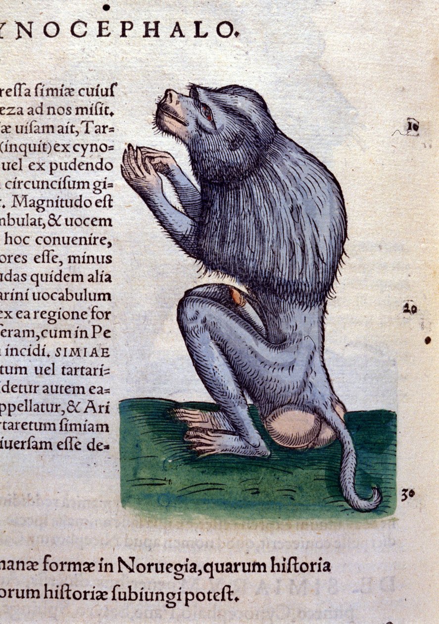 El babuino según Historiae animalium de Konrad Gesner, Tiguri de Unknown artist