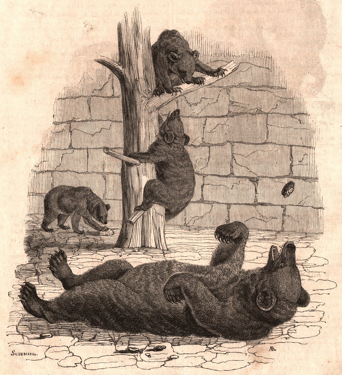 El foso de osos del Museo de Historia Natural: oso en la espalda agarrando un trozo de carne, dos osos jugando en un árbol y otro comiendo de Unknown