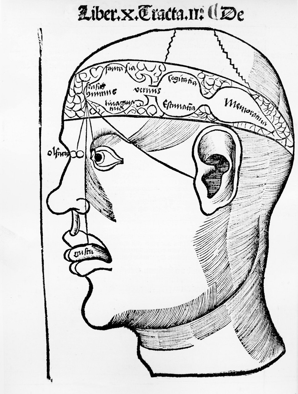 El cerebro - en "El cuerpo", libro X de Unknown artist