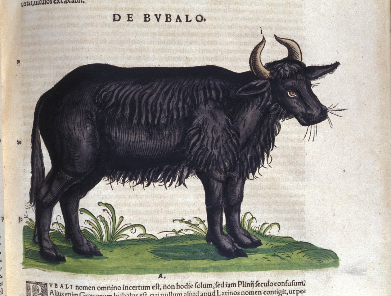 El búfalo según Historiae animalium de Konrad Gesner, Tiguri de Unknown artist