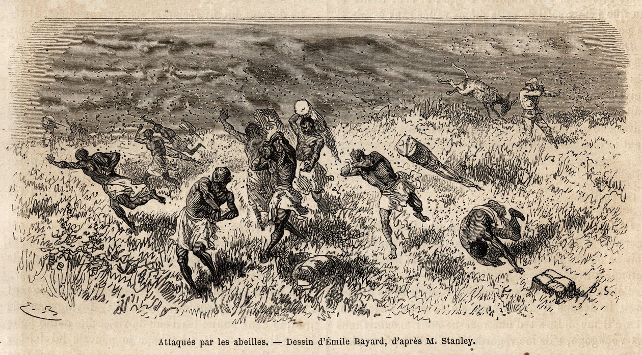 La caravana de porteadores de la expedición de Henry Morton Stanley (1841-1904) en la carretera de Misonghi (África Oriental) fue atacada por una nube de abejas. Grabado para ilustrar el viaje en busca de Livingstone, en África central, por Henry Stanley,  de Unknown artist
