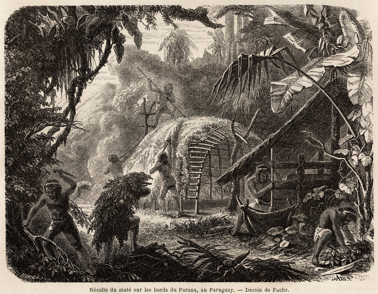 La recolección de mate en las orillas del Paraná, la infusión de esta hoja aromática es la bebida habitual sudamericana, dibujo de Fuchs, para ilustrar el viaje a Paraguay, de 1844 a 1847, por el Dr. Alfred Demersay. Grabado en 