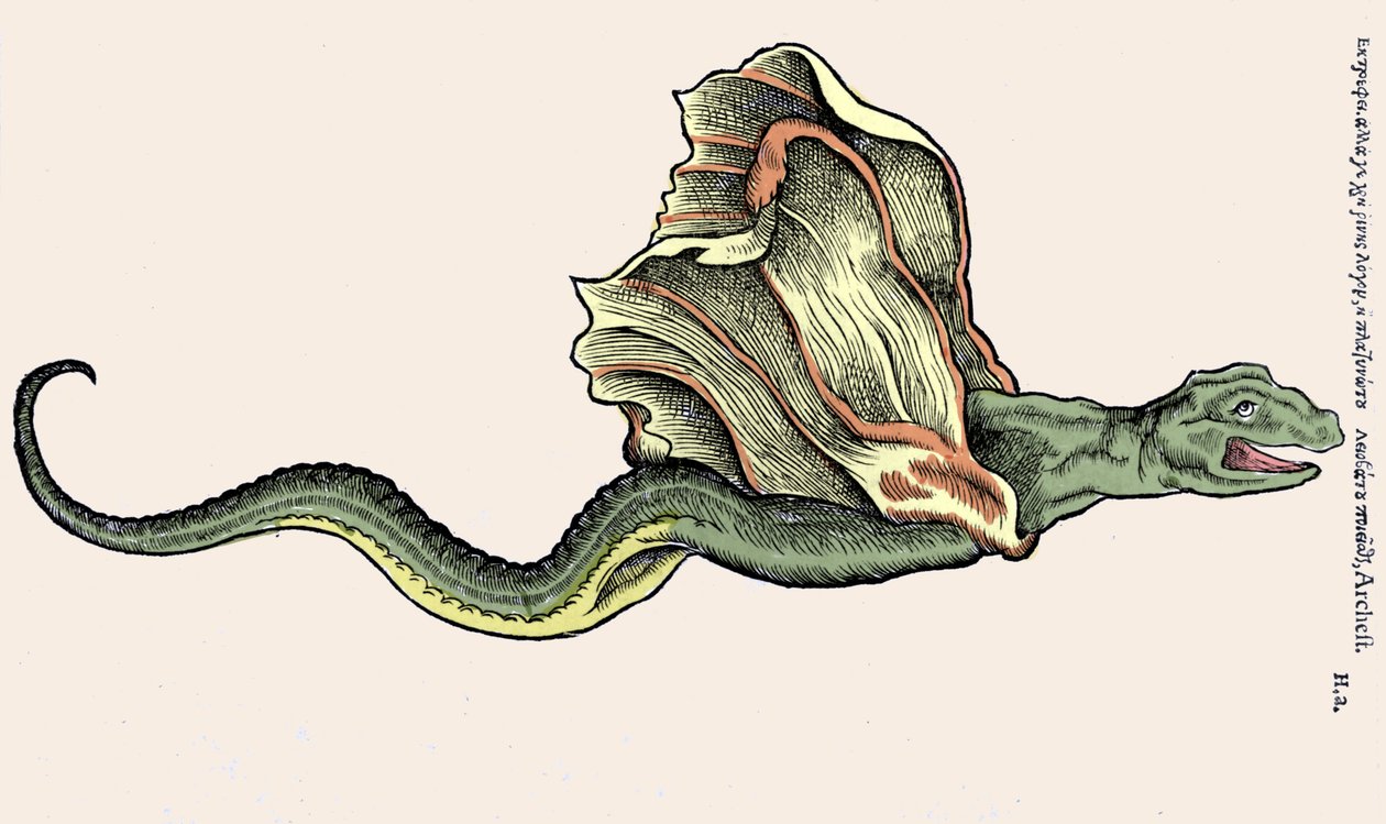 El dragón volador Anfítere. Grabado en Historia Animalium de Conrad Gesner (1516 - 1565), Zúrich de Unknown artist