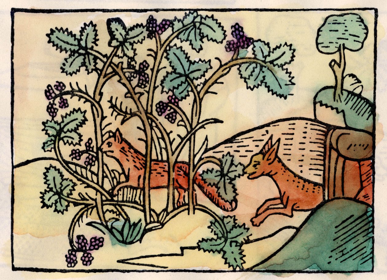 El zorro y las uvas. Fábula de Esopo (grabado del siglo XVI) de Unknown artist