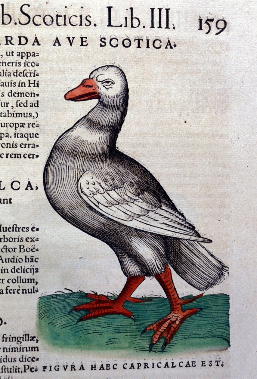 El ganso según Historiae animalium de Konrad Gesner, Tiguri de Unknown artist