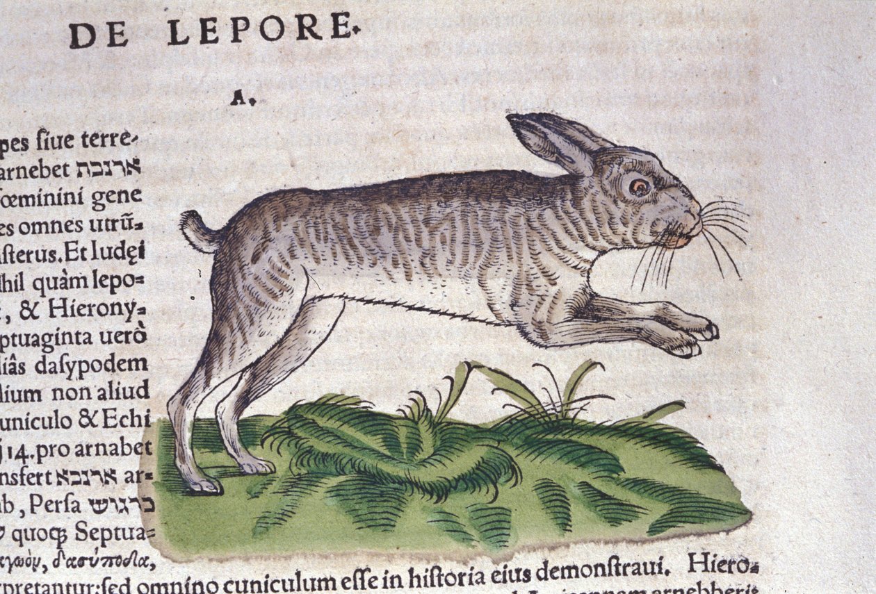 La liebre después de Historia Animalium de Conrad Gesner, Tiguri 1560. Biblioteca Nacional Braidense. Milán de Unknown artist