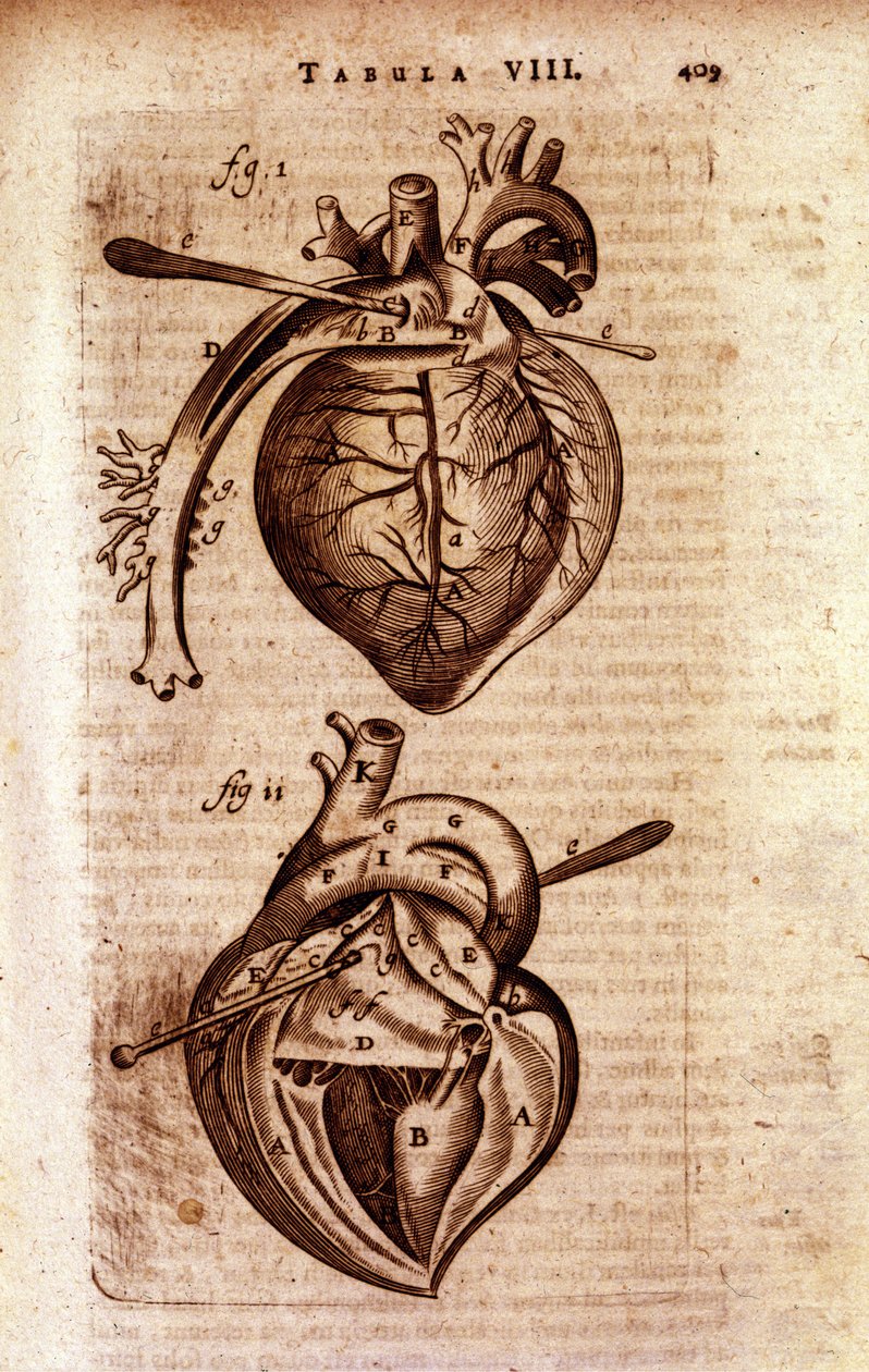 El corazón de la “Anatomía” de Bartholin de Unknown artist