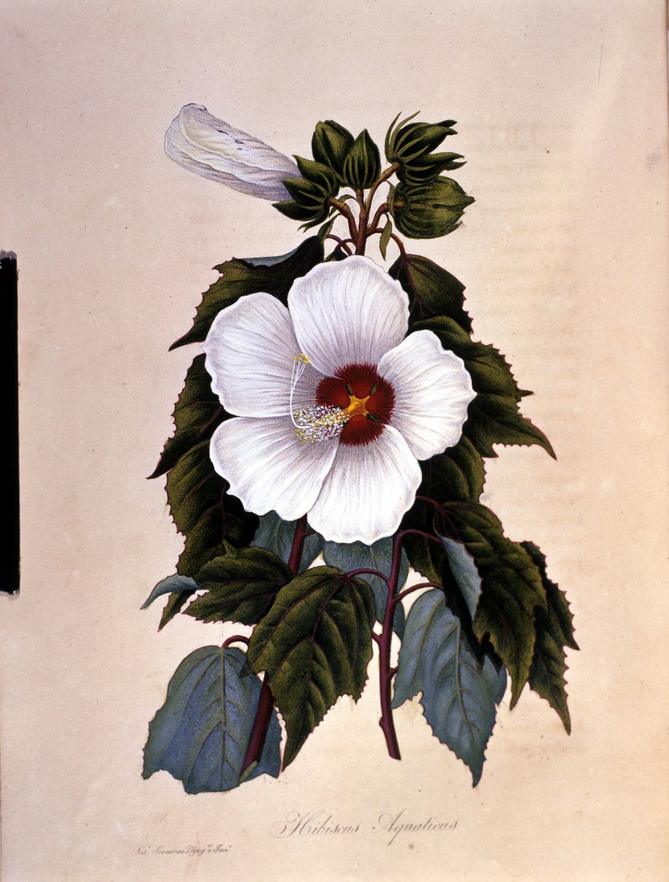 El hibisco. Lámina botánica. de Unknown artist