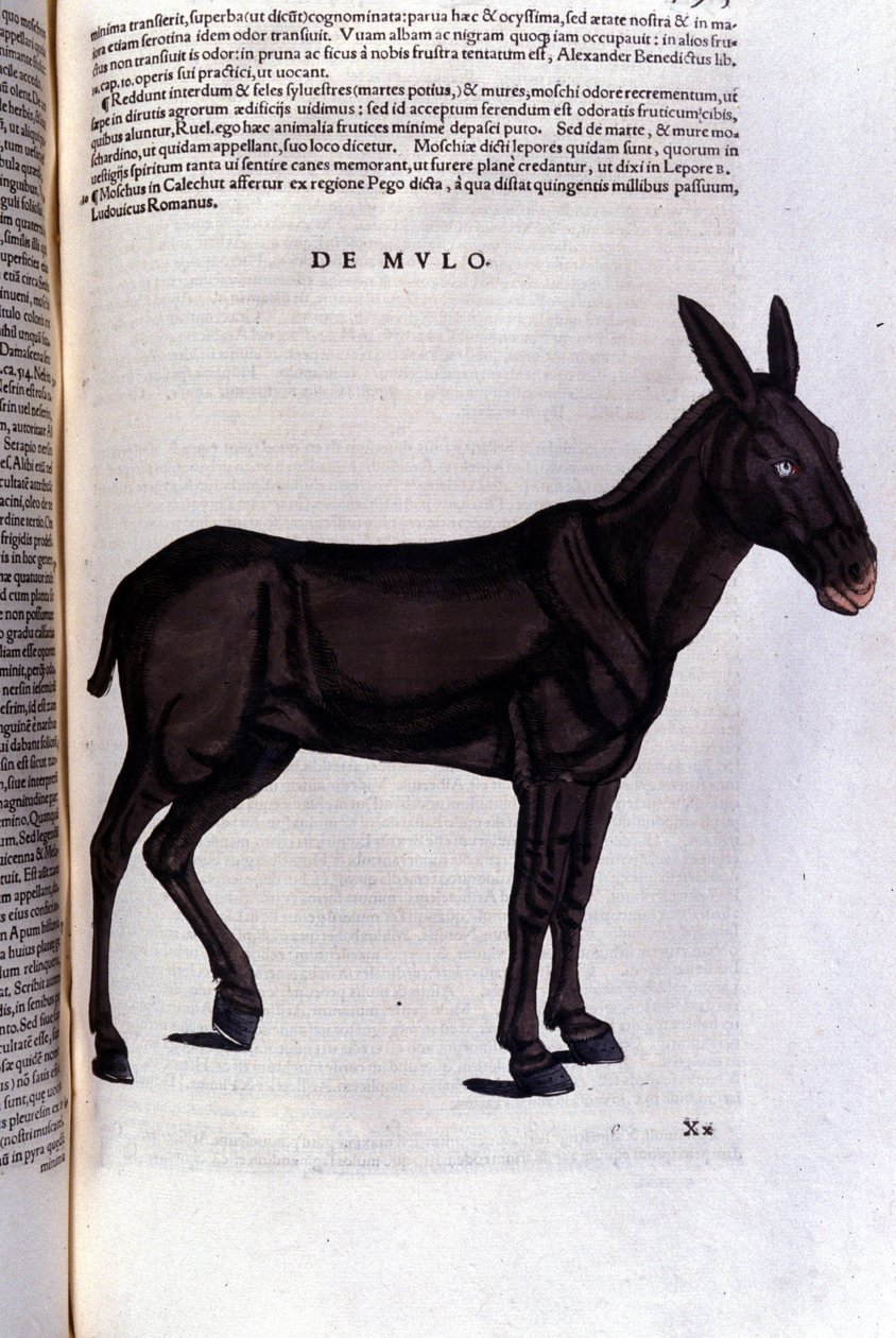El salmonete después de Historiae animalium de Konrad Gesner, Tiguri de Unknown artist