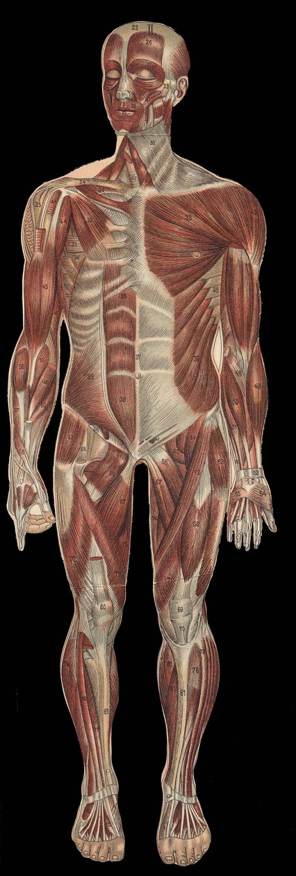 Los músculos de la cabeza, tronco y extremidades en la parte anterior del cuerpo. en “La nueva medicación natural” por F.E. Bilz. 1898. de Unknown artist