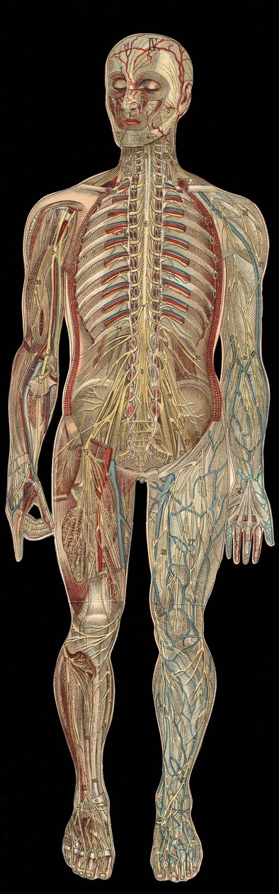 El sistema nervioso. En “La nueva medicación natural” por F.E. Bilz. 1898 de Unknown artist